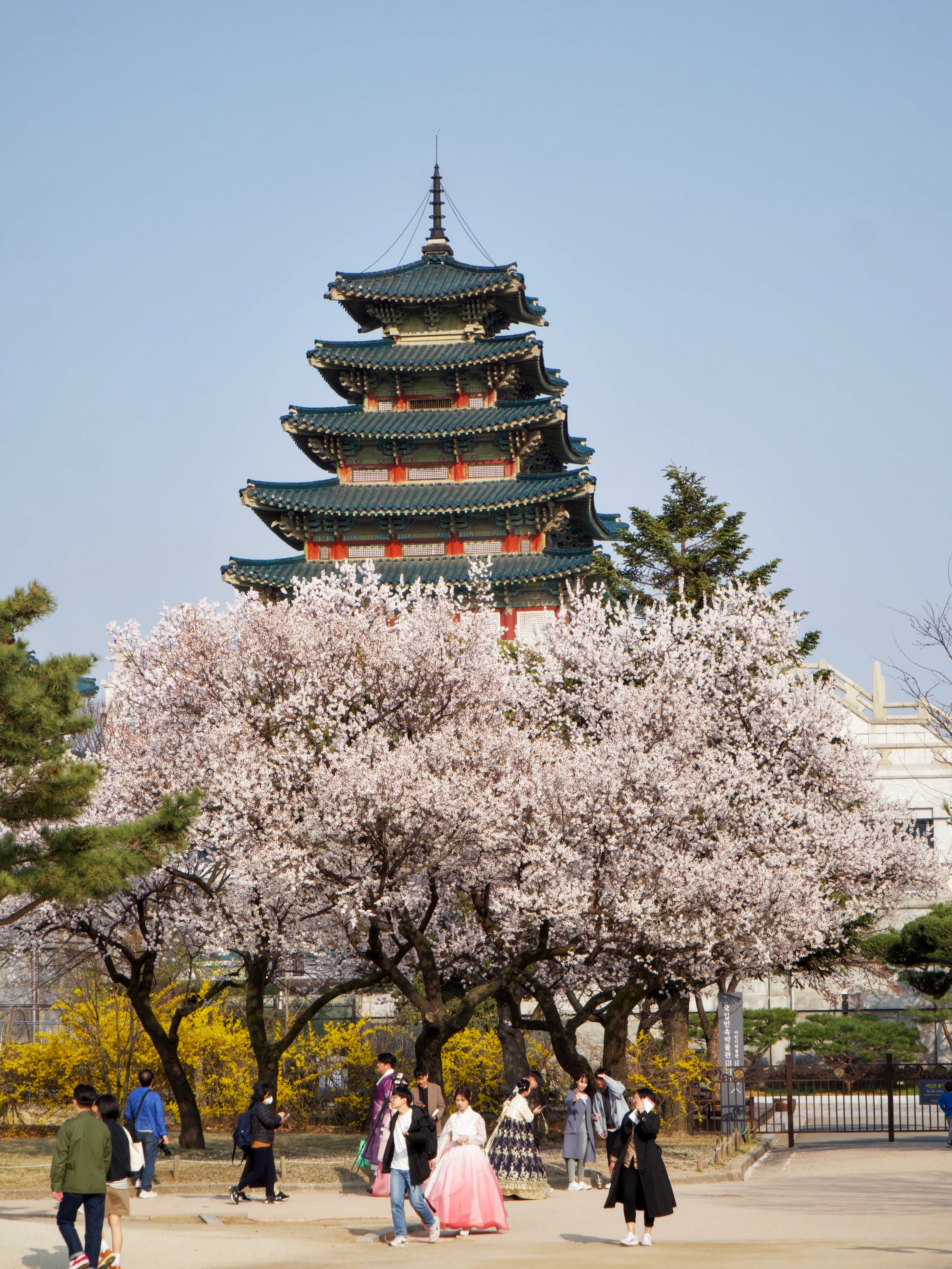 Cherry Blossoms Gallery - Picture 8